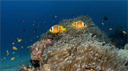 Red Sea Anemonfish (Amphiprion bicinctus), Red Sea, Sanga... by Reinhard Arndt 